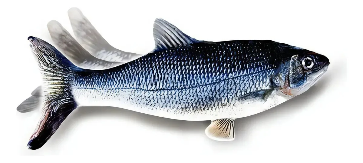 Flippity Fish - Brinquedo para gatos
