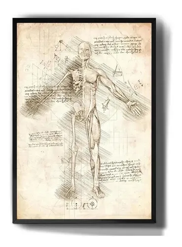 Quadro Decorativo Anatomia Corpo Humano Desenho