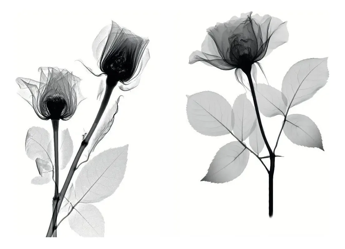 Quadro Flores Arte Raio X Kit 2 Em Tecido