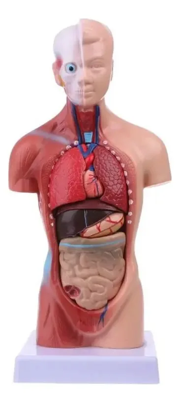 Boneco Treino Do Torso Corpo Humano De Orgaos Escritorio