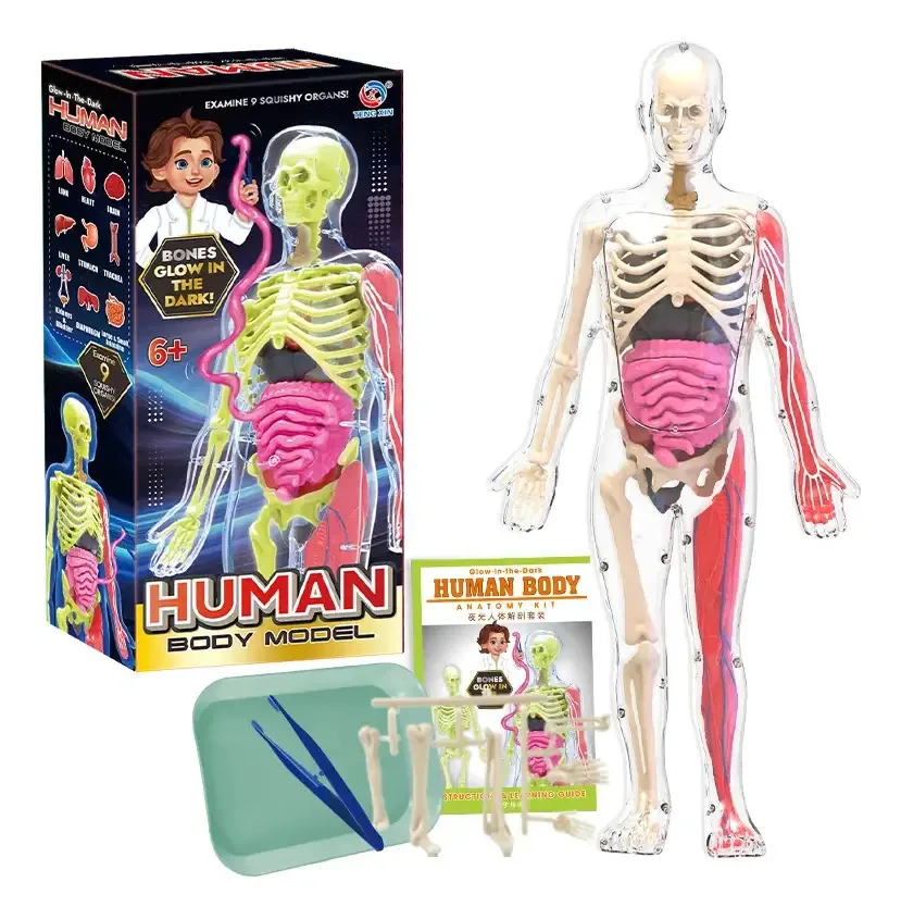 Corpo Humano Anatomia Órgãos Esqueleto 3d Brilha No Escuro