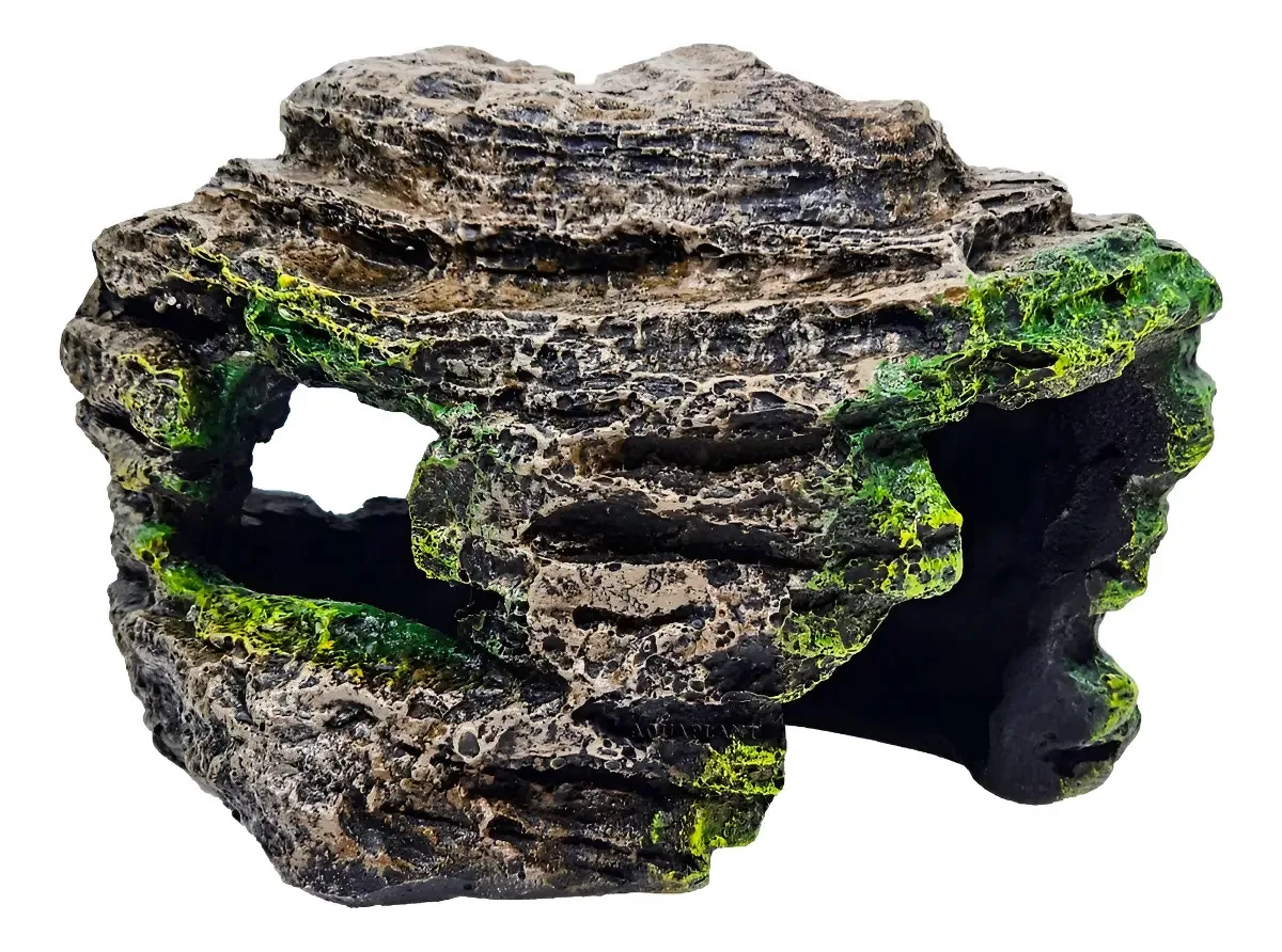 Fragata Rocha De Ciclideos