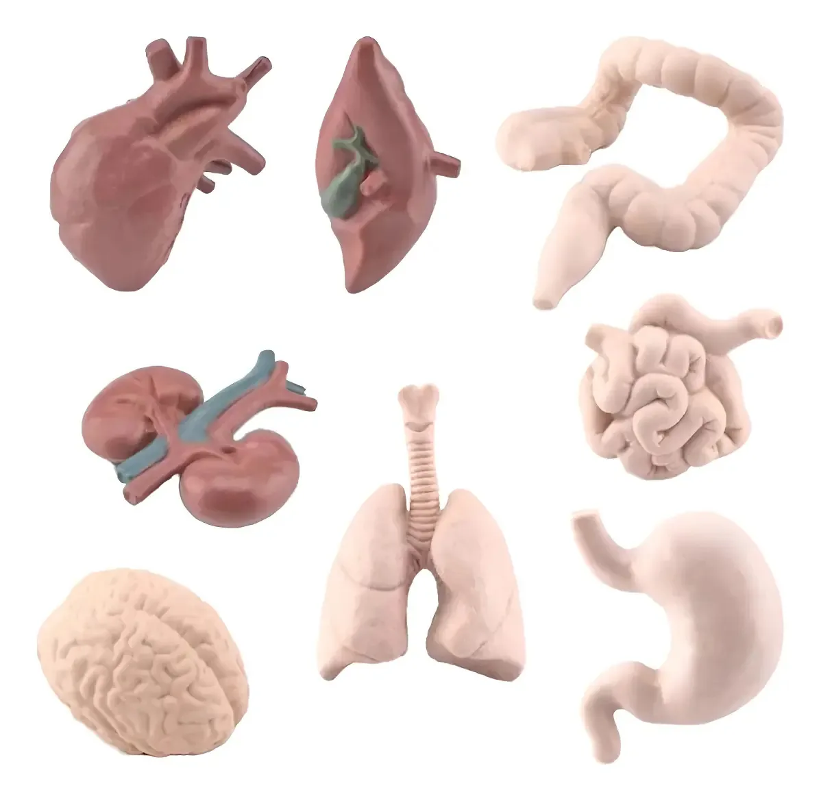 Kit Educativo Miniaturas Órgãos Corpo Humano BMC 8 Peças Plástico