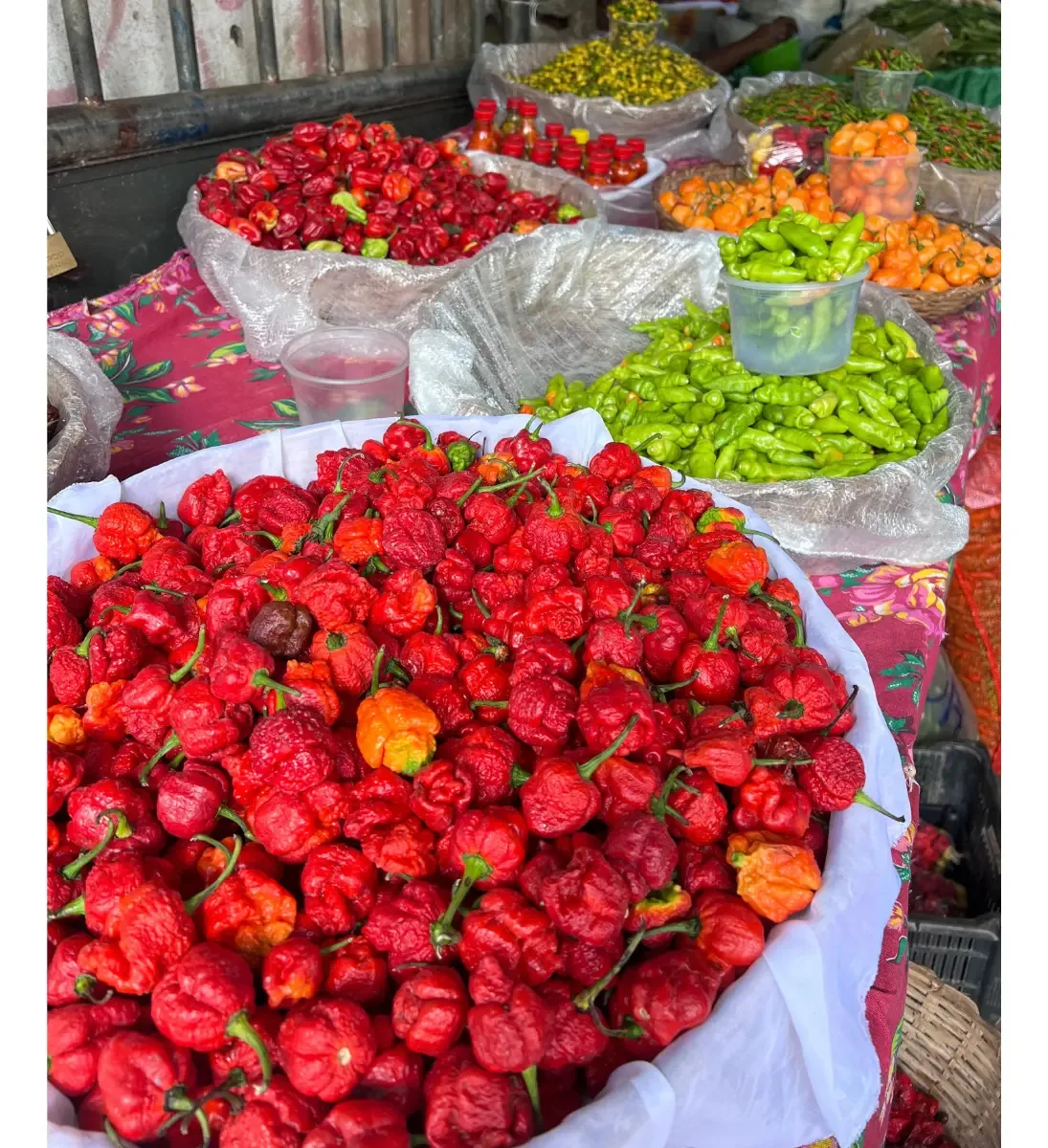 Pimenta Carolina Reaper Chocolate Fruta Fresca Natura 10und