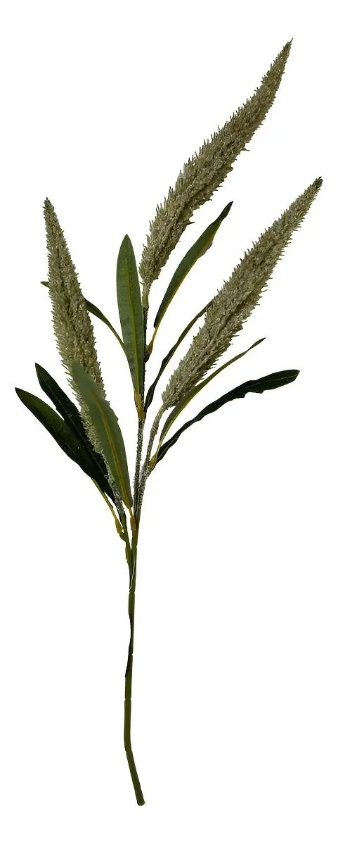 Haste Rabo De Raposa Verde 60cm