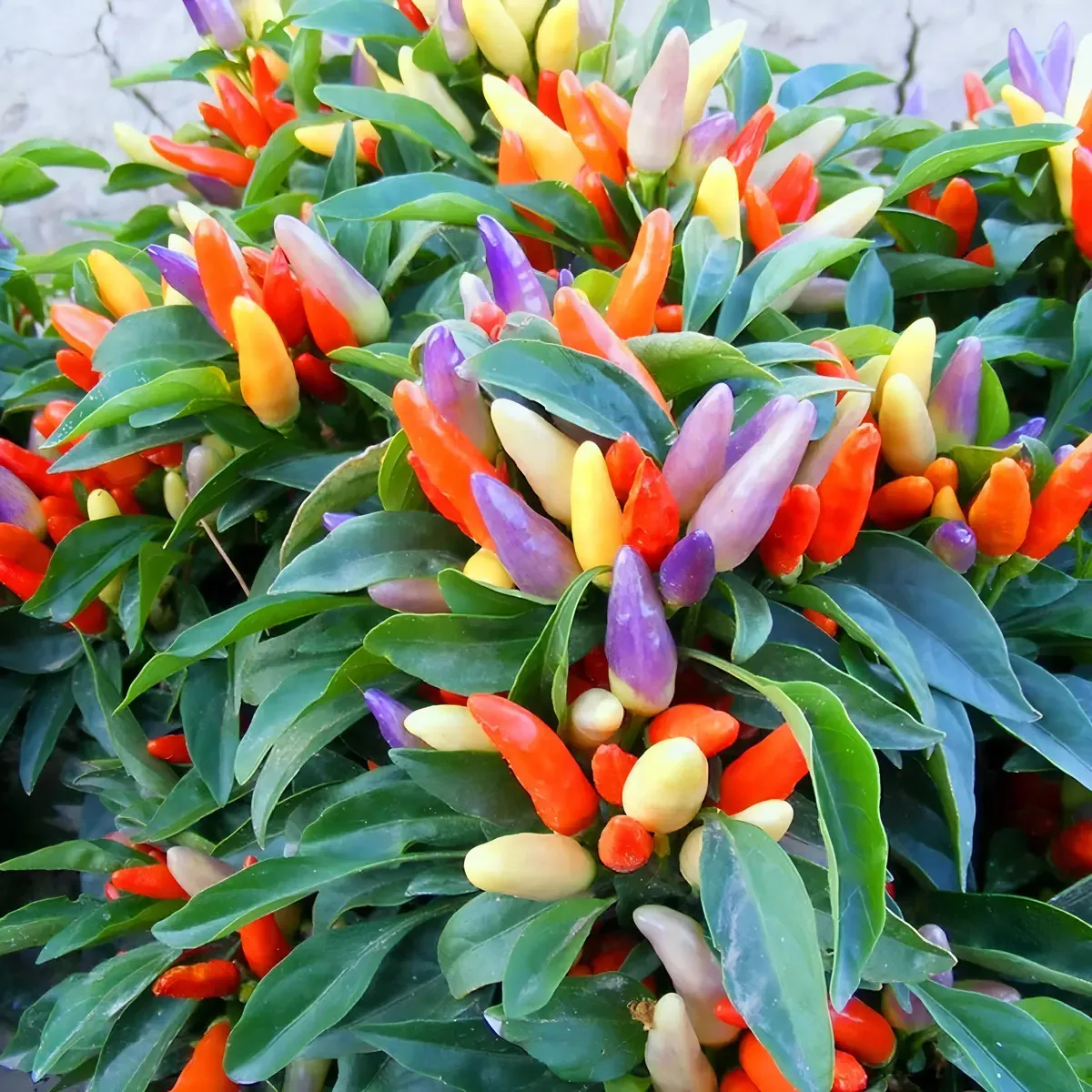 Semente Pimenta Ornamental Feltrin 2,5g