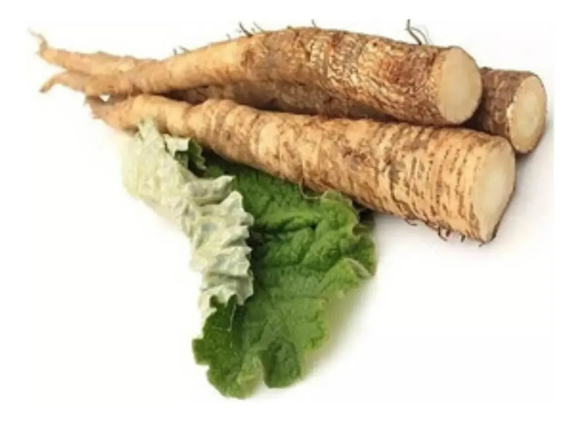 Kit 2 Und - Sem. Gobo Takinogawa (bordano) - 100g - Topseed