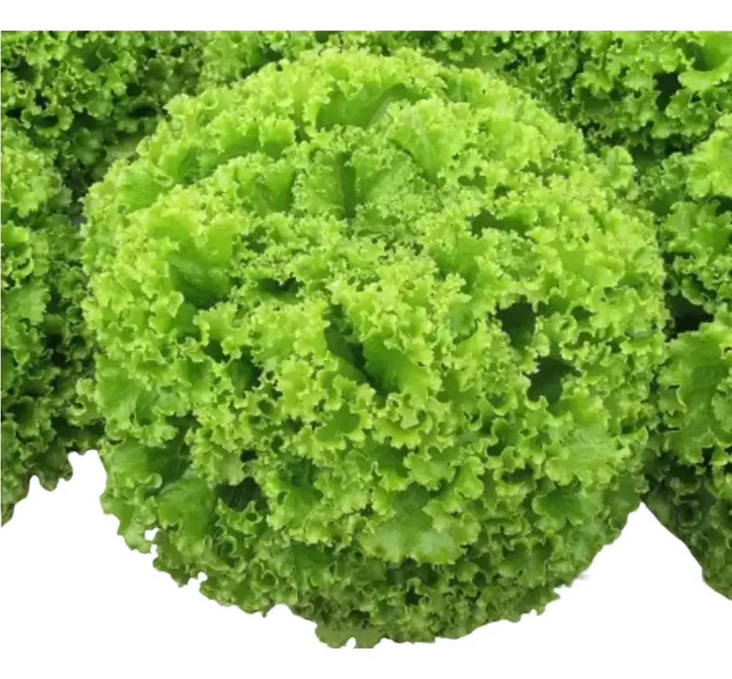 Semente Alface Crespa Elba Topseed 5g - 4.000 Sementes Nuas