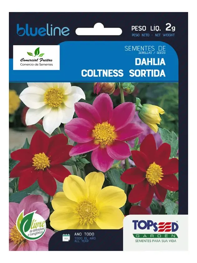 Sementes De Dahlia Coltness Sortida Env. C/ 2 Gramas