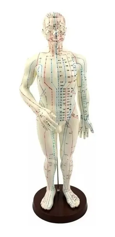 Modelo Acupuntura Pontos Boneco 50cm Meridianos