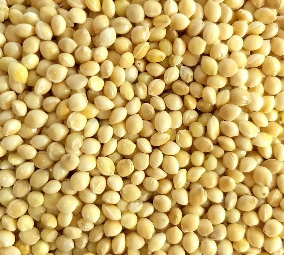 Painço Branco 5kg