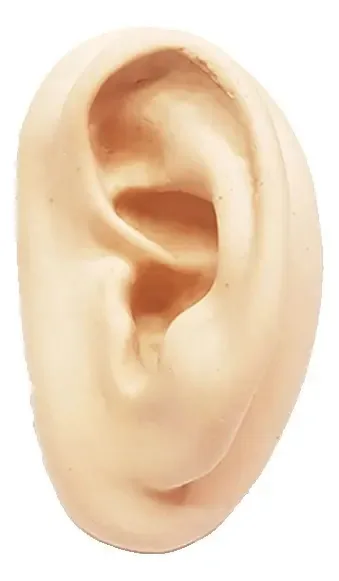 Orelha De Silicone Esquerda P/ Acupuntura Terapia Auricular