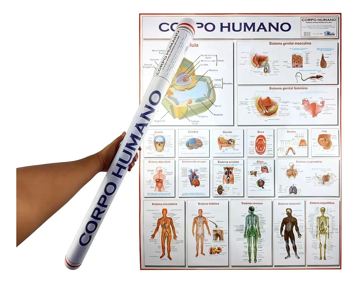 Pôster Multimapas Anatomia Corpo Humano Grande 90x120cm Educacional