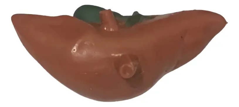 Figado