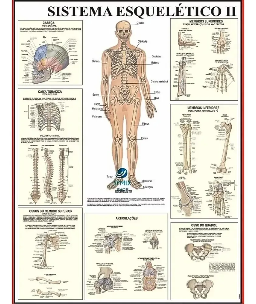 Mapa Corpo Humano Multimapas Esqueleto 120cm Plastificado