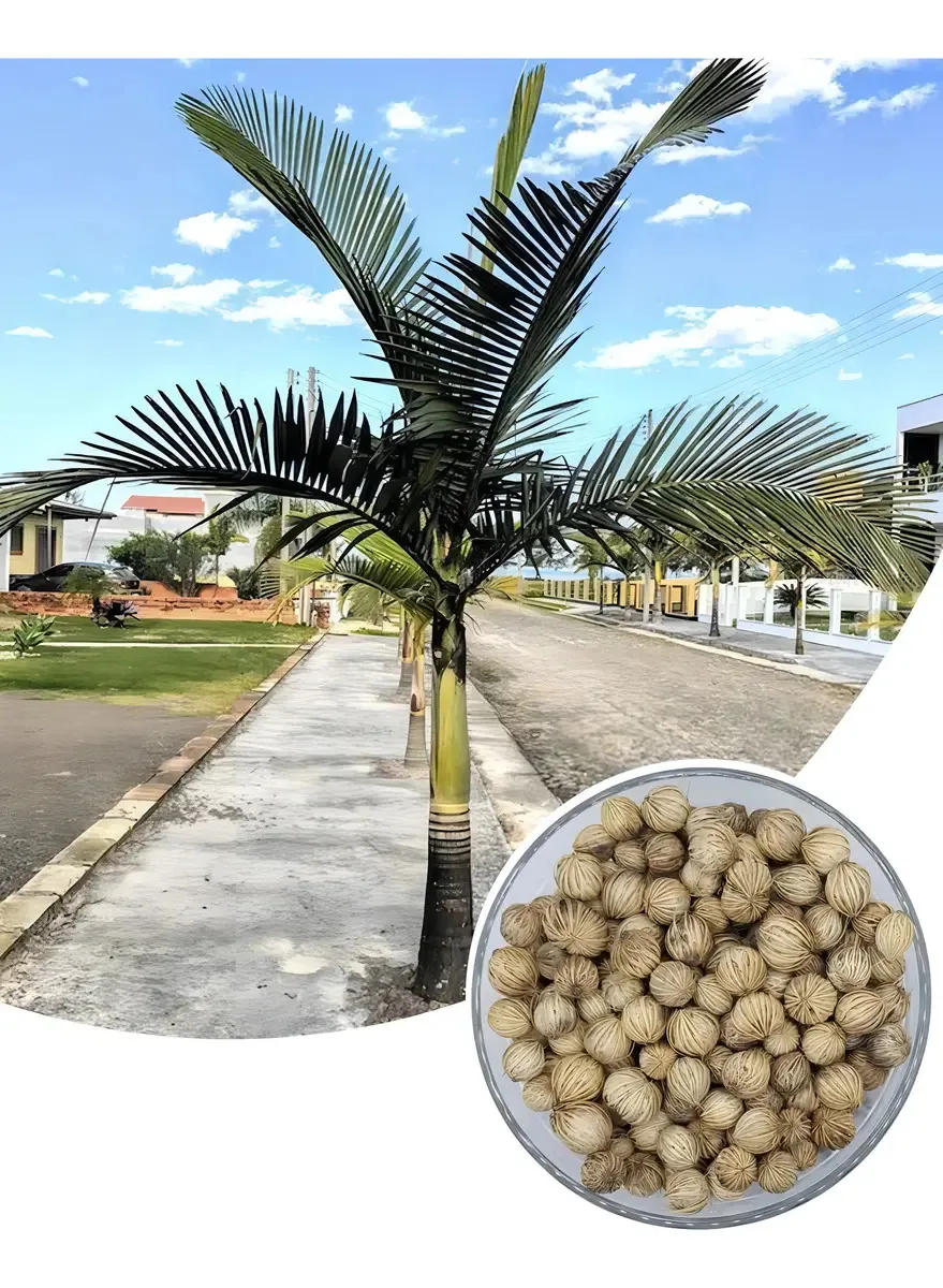 50 Sementes De Palmeira Real