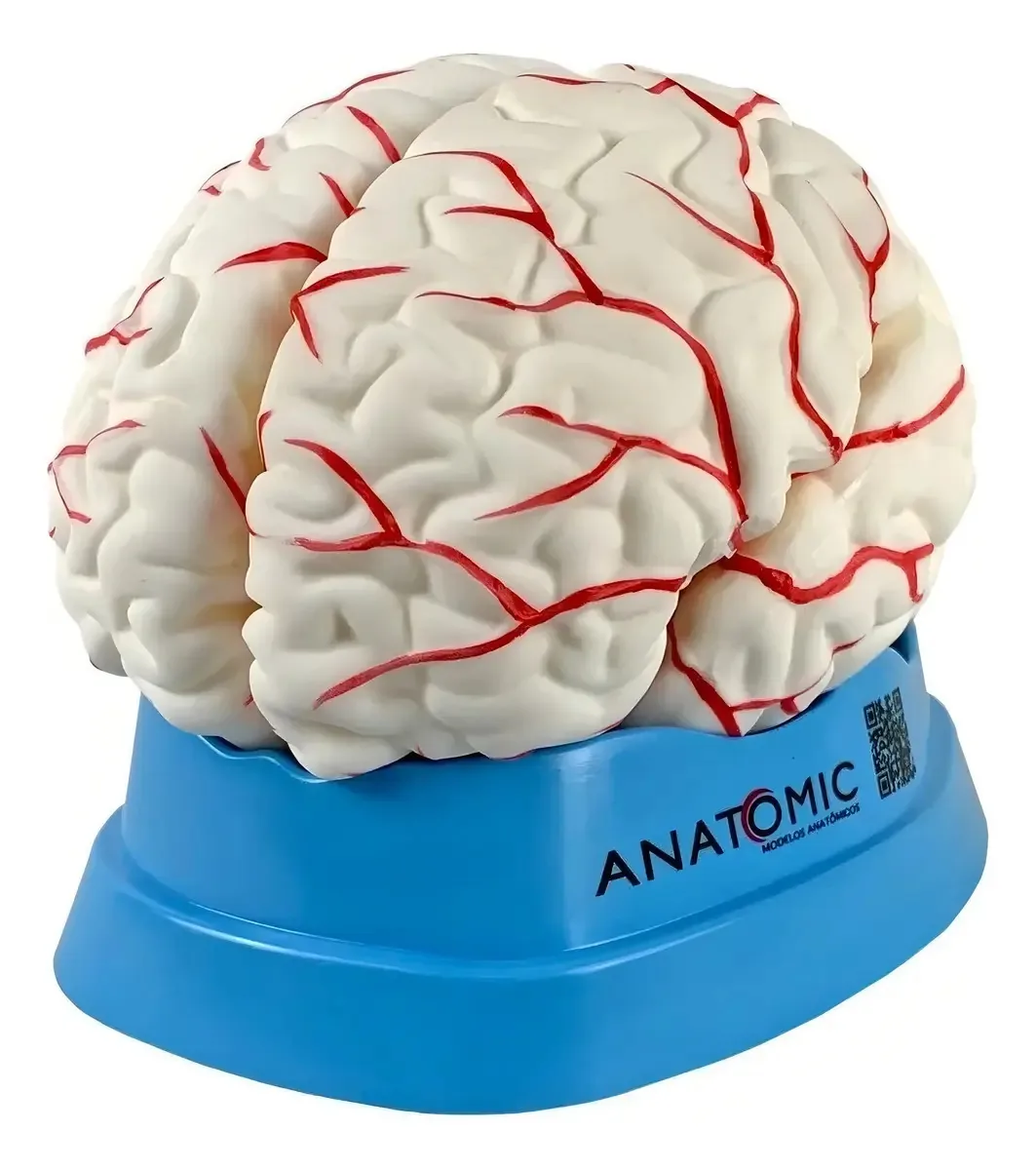 Cerebro Anatomico 8 Partes Ampliado Com Artérias Em Resina