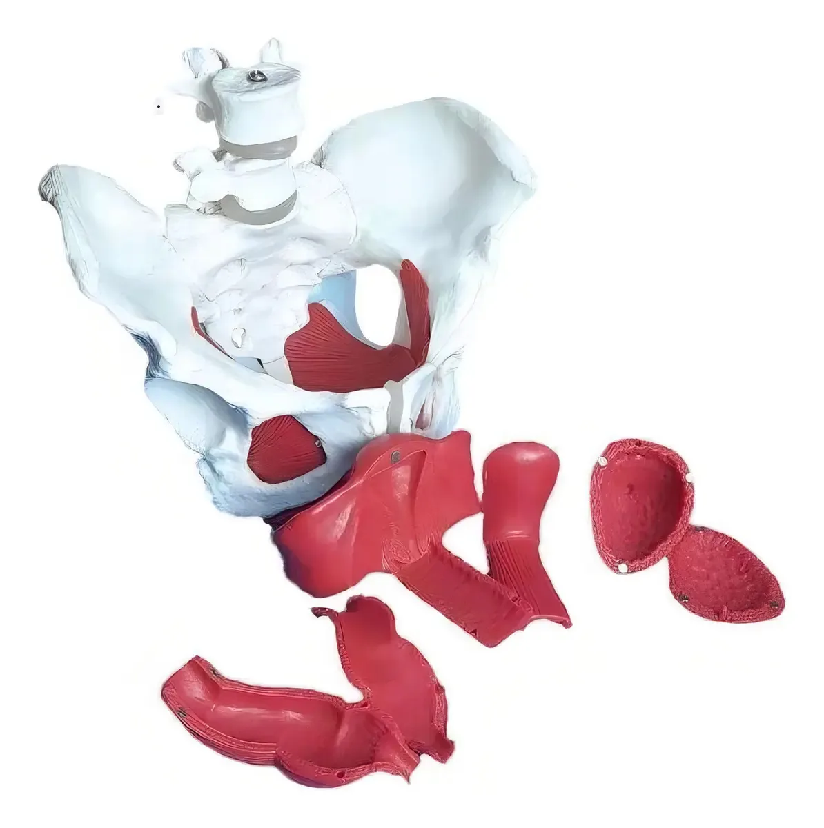 Esqueleto Pélvico com Útero Anatomic Modelo TGD-0351