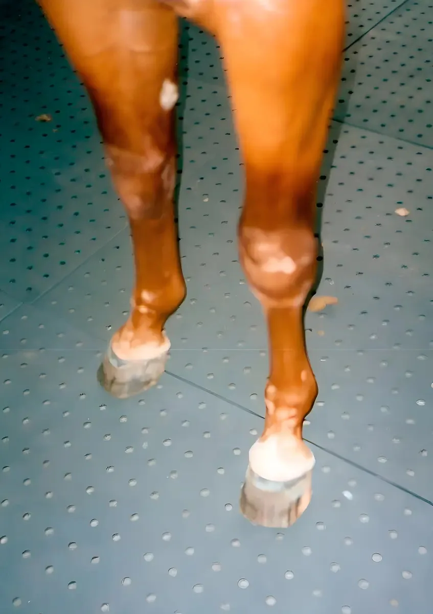Estrado de Borracha Celpan com Furos para Baia de Cavalos e Canis