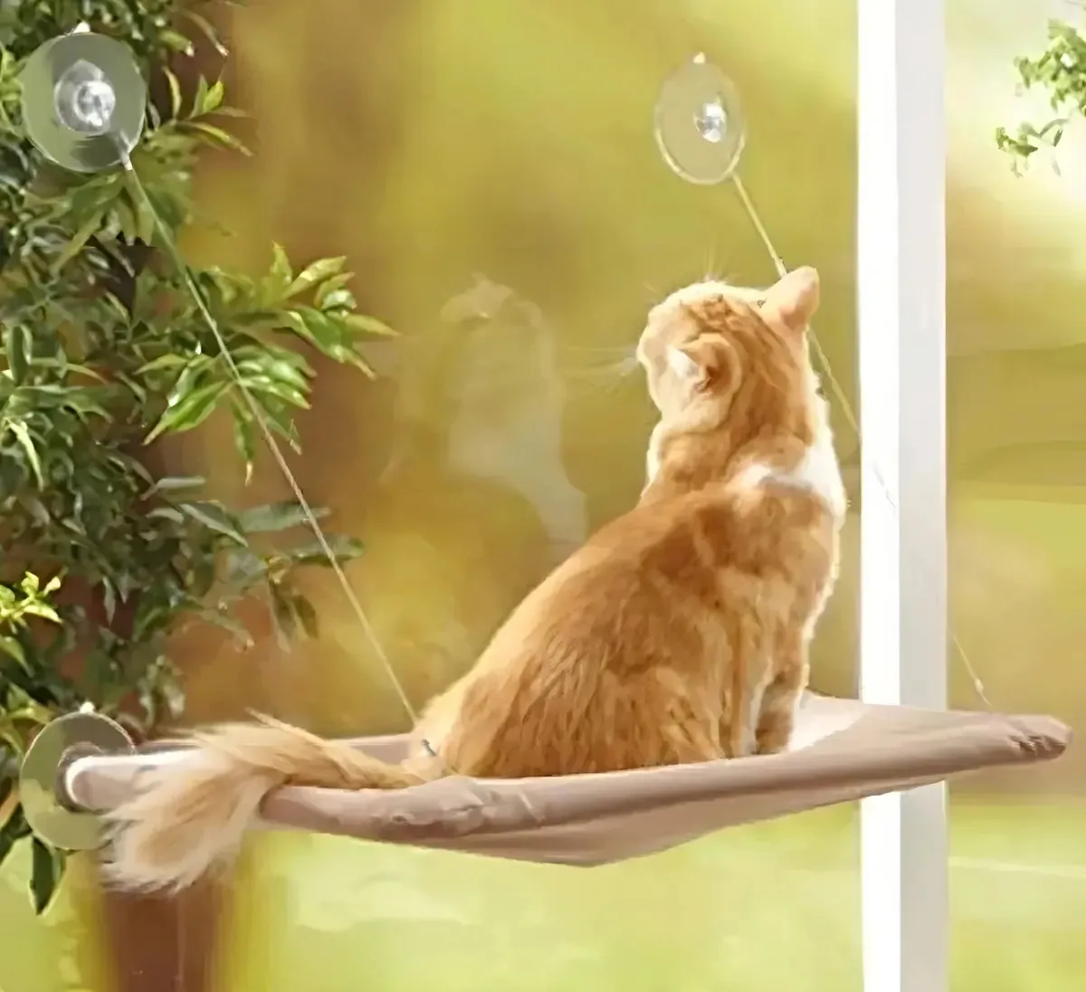 Cama Caminha De Janela Para Gatos Com Ventosas Suspensa Rede Cor Bege