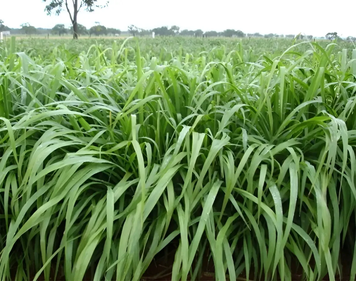 Sementes Capim Tanzânia Panicum Maximum 250g Forrageira Bovinos