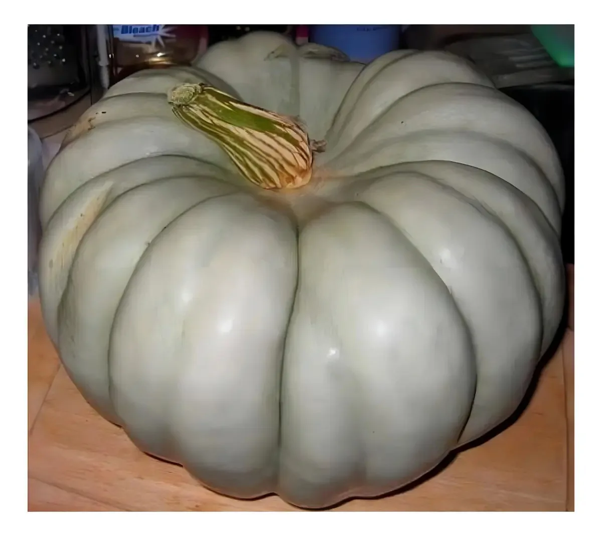 Sementes Moranga Pataca Gigante - 3gr de Sementes