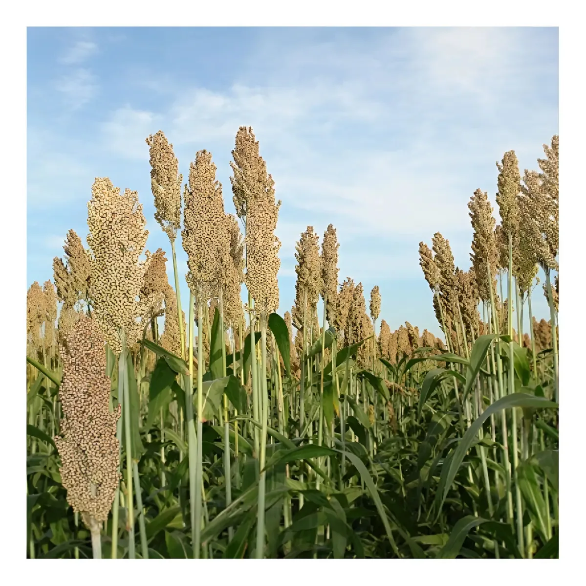 Sementes Convencionais Sorgo Forrageiro Gigante Santa Elisa 13kg