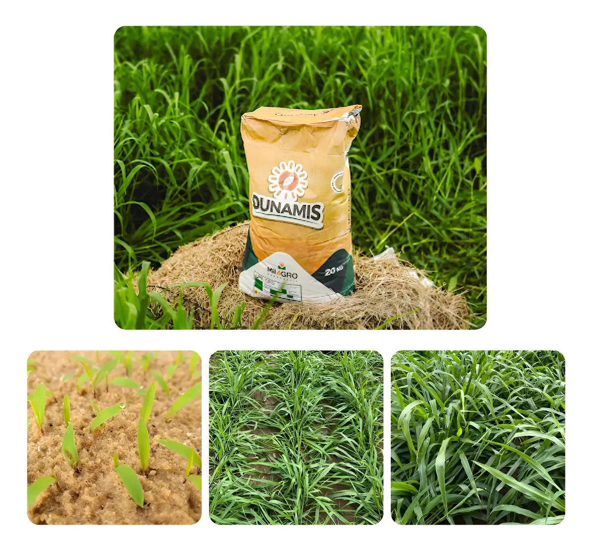 Sementes Brachiaria Capim Dunamis Incrustada 12kg Bovinos Safra 24/25