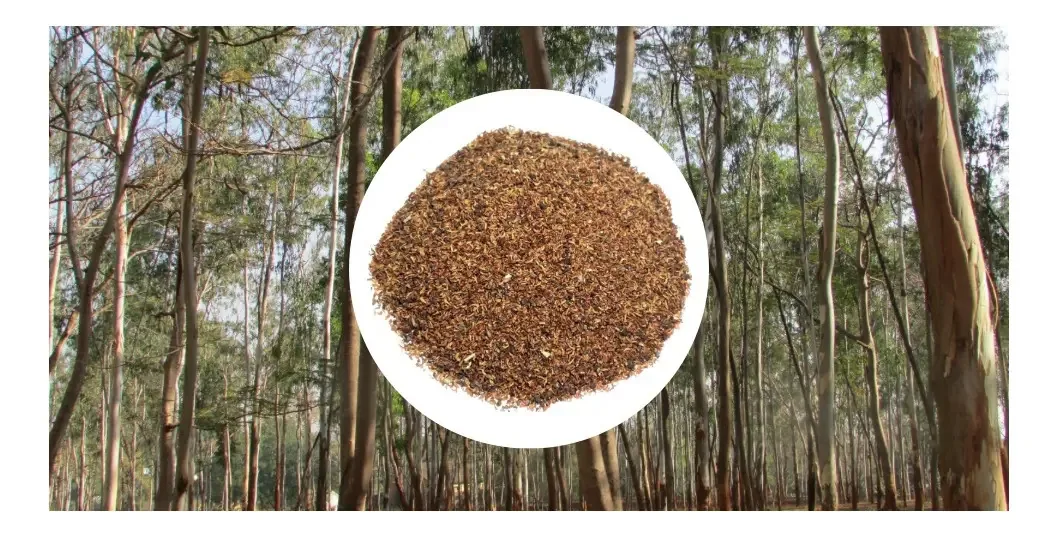 Sementes De Eucalipto Urofila - 30gr De Sementes