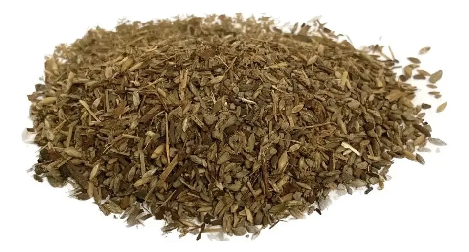 Sementes Capim Mombaca Panicum Maximum Jacq Pastagem Bovinos Equinos