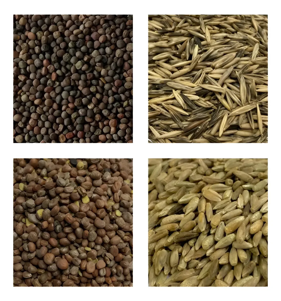Sementes Convencionais 900g Mix Adubação Verde Aveia Ervilhaca Centeio Nabo