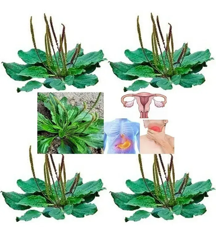 500 Sementes Tanchagem +
