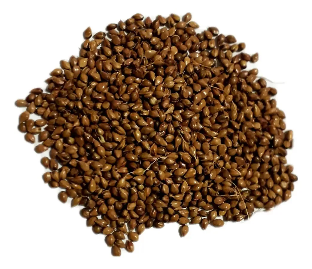 Sorgo Vassoura 100 Gr Sementes- Produção De Vassoura Caipi