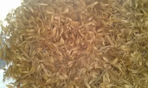 Capim Elefante Paraiso 16 Kg Semt Pasto/silo/forragem Verde