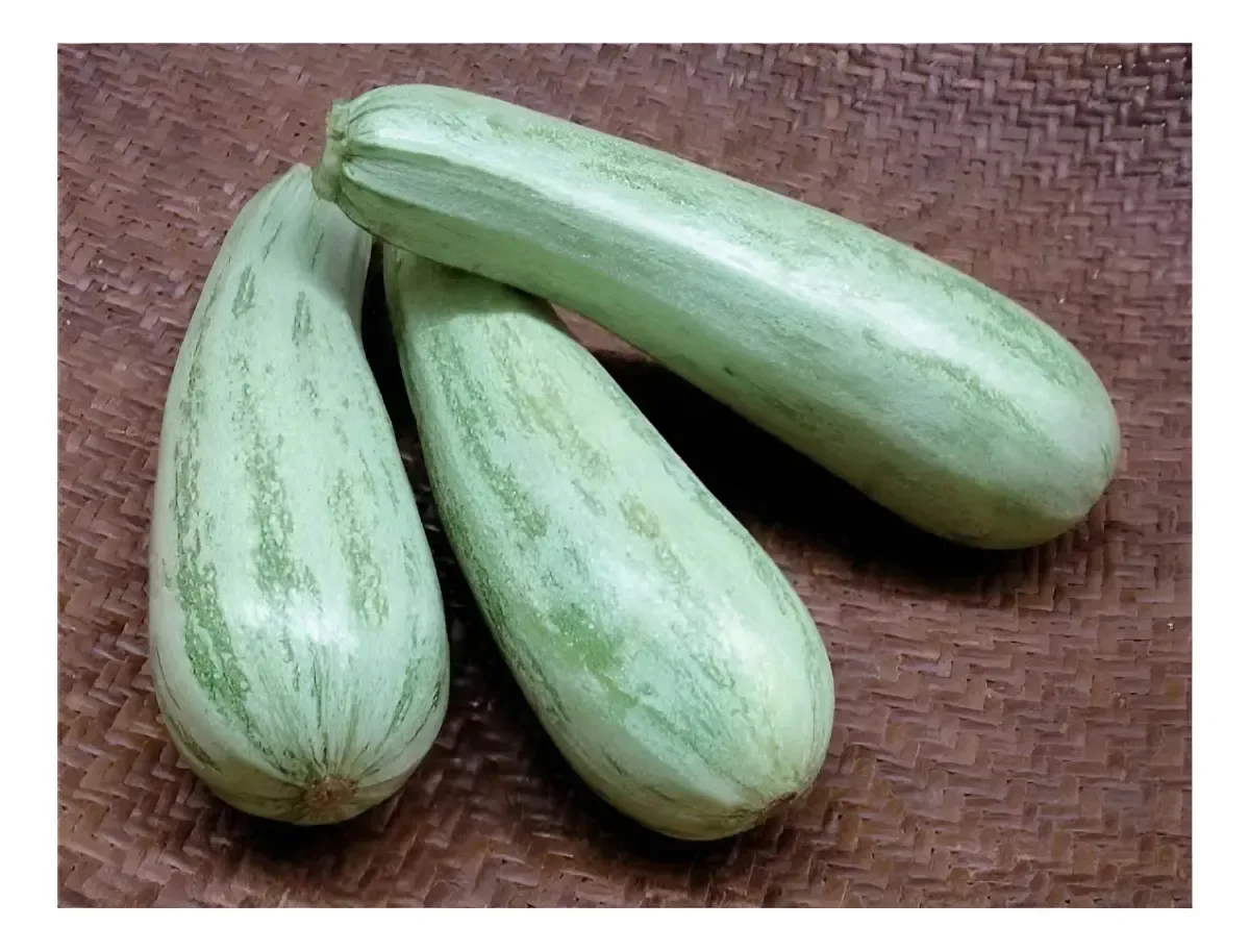 Sementes Abobobrinha Caserta Italiana Lata C/ 50g Sementes