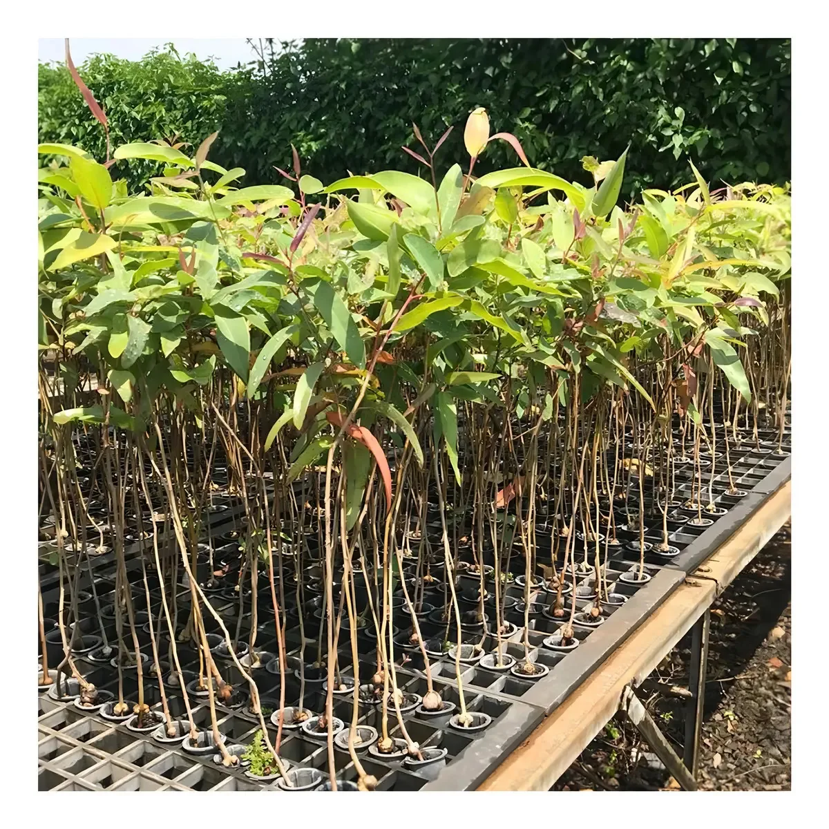 Eucalipto Citriodora P/ Produção De Madeira 5g