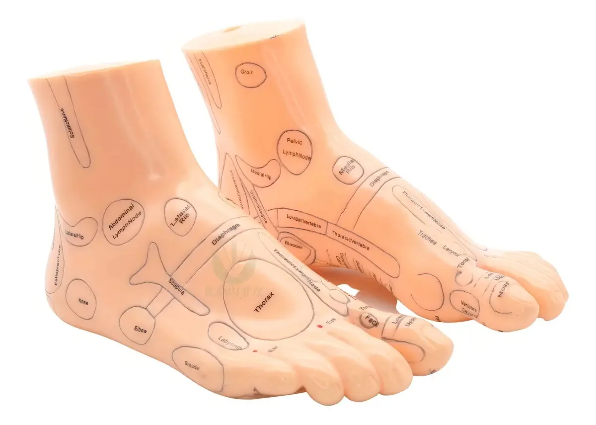 Modelo De Pé Com Pontos De Reflexologia - 18cm