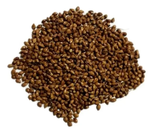 Sorgo Vassoura 3 Kg Sementes- Produção De Vassoura Caipira