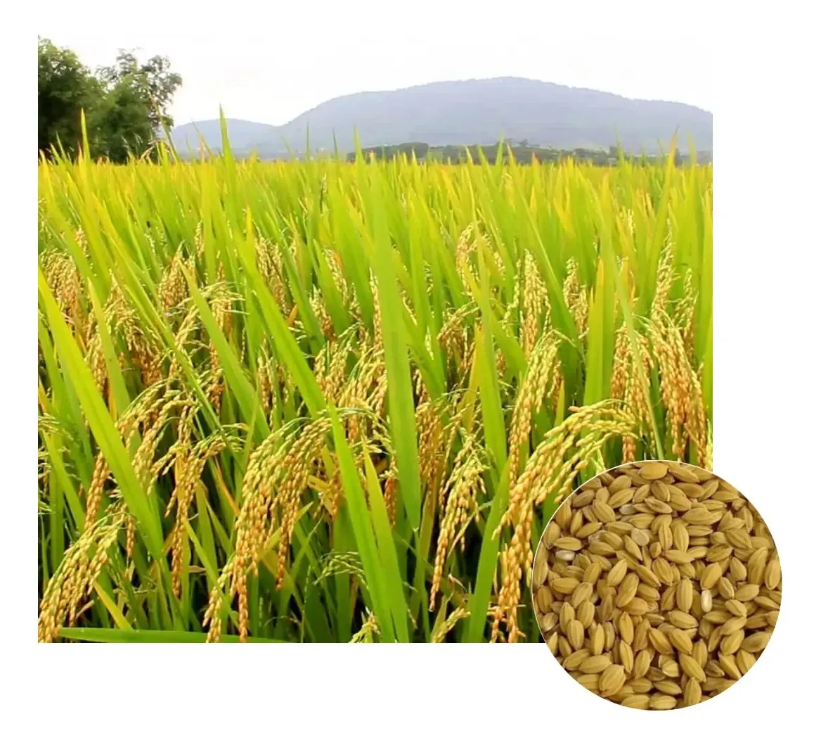 Sementes De Arroz Sequeiro Iac 202 - 4kg