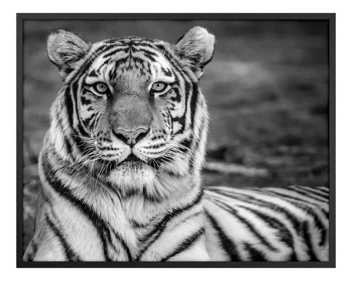 Quadro Animais Sem Vidro 80x100cm Belchior