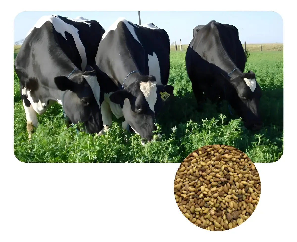 Sementes Alfafa Crioula 3kg Medicago Sativa L. Forragem P/ Plantio
