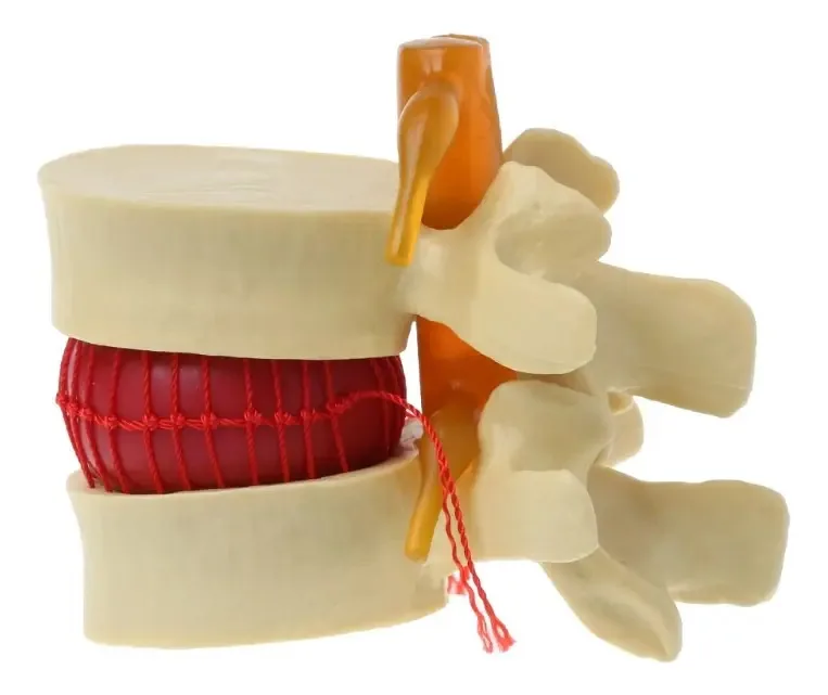 Modelo Anatômico Vertebra Coluna Humana 10 Cm Realista