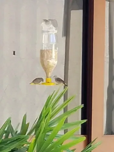 Comedouro Para Pássaros E Passarinhos Cores Amarelo