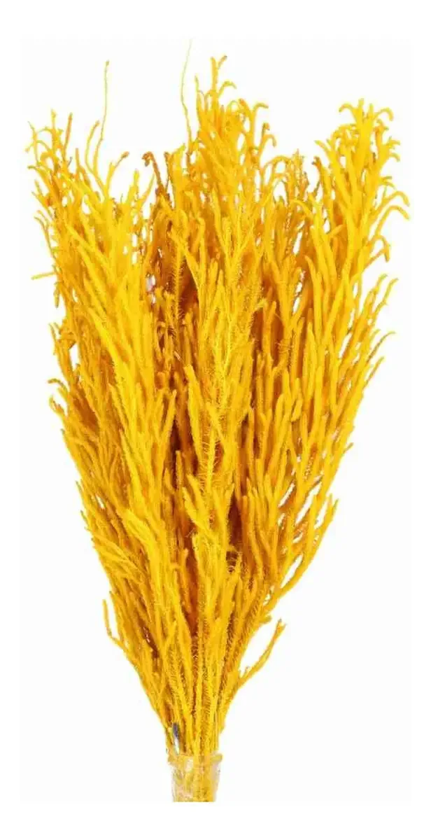 Pé De Sapo Amarelo Desidratado P/ Decoração