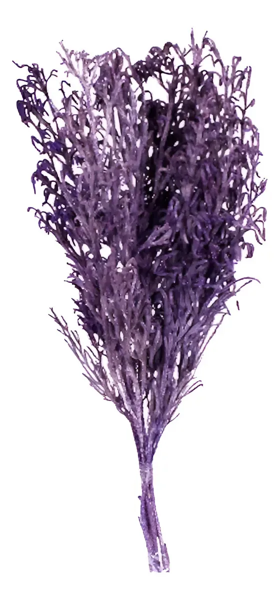 Pé De Sapo Lilás Desidratado P/ Decoração