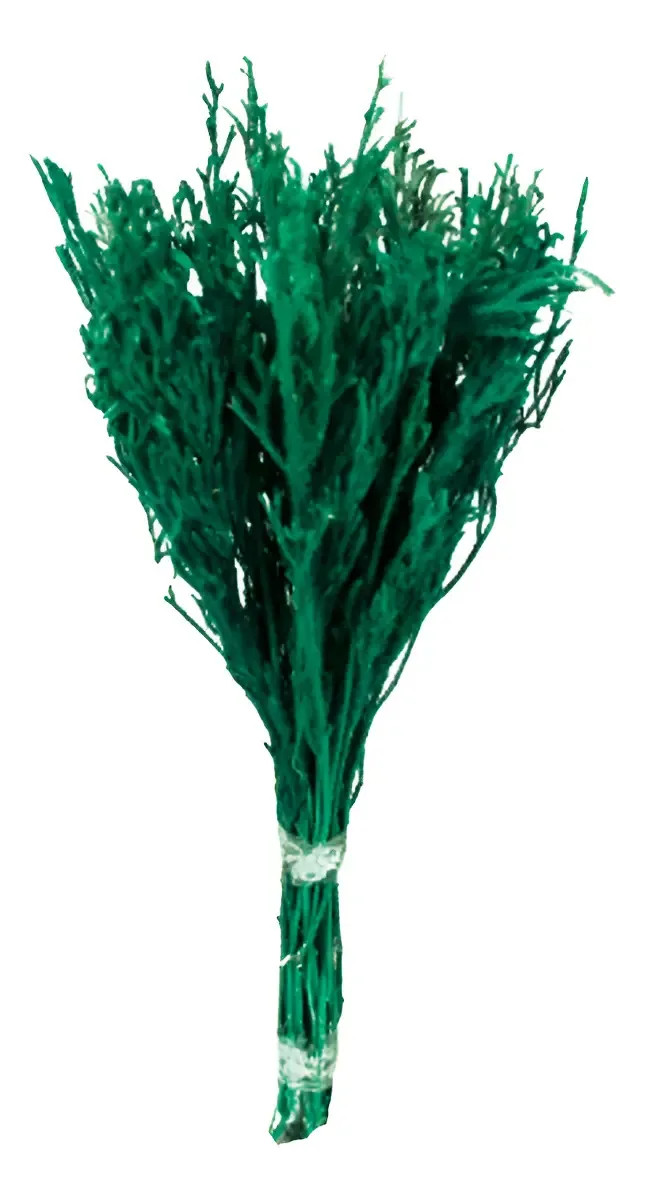 Pé De Sapo Verde Desidratado P/ Decoração