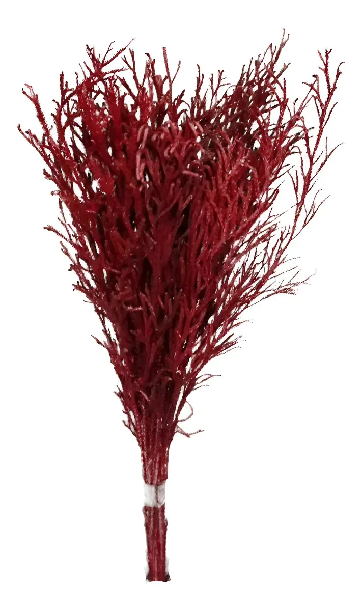 Pé De Sapo Vermelho Desidratado P/ Decoração