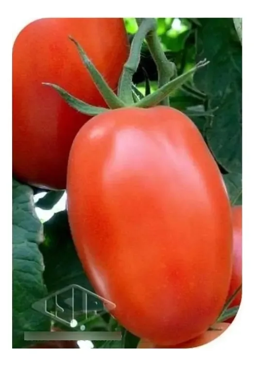 Sementes De Tomate Hibrido Enzo Cartela C/ 50 Sementes