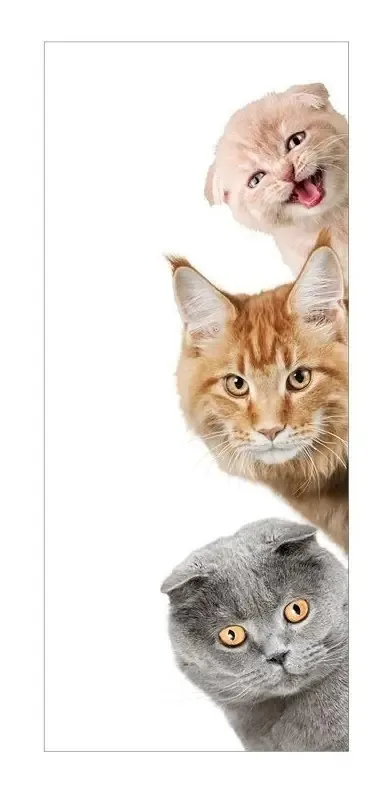 Adesivo Decorativo De Porta - Gatos - Pet Shop - 2483cnpt Cor Colorido