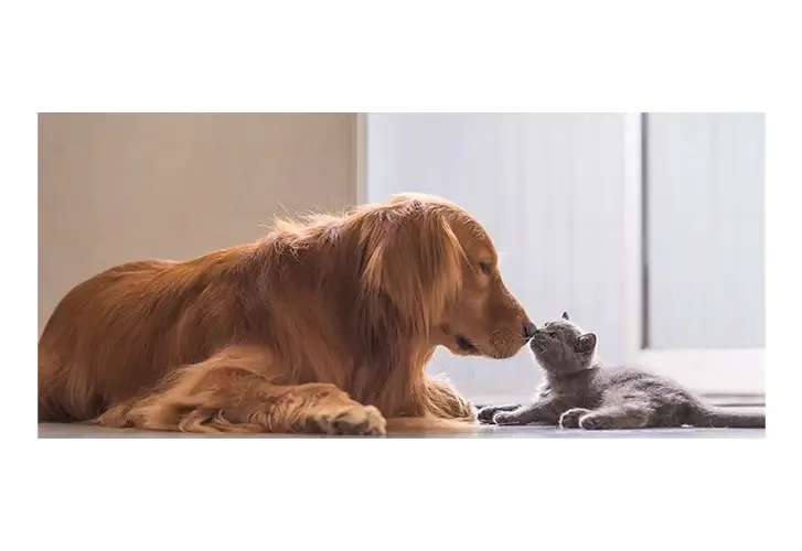 Painel Adesivo Pet Shop Veterinário Cachorro Gato - 0003pdt Cor Colorido